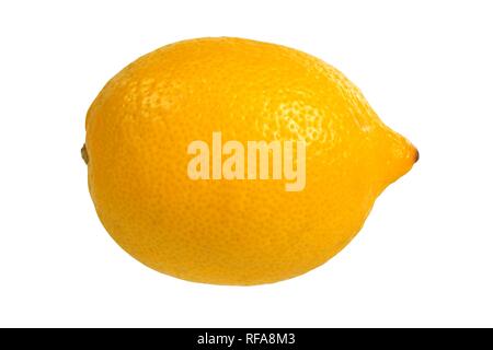 Fresche limone giallo su sfondo bianco Foto Stock