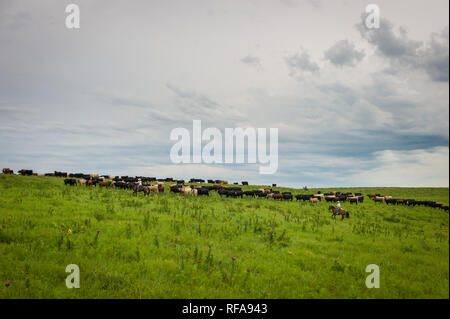 Flint Hills nell est del Kansas, Stati Uniti d'America, sono alcuni dei più intatti tallgrass prairie ecosistemi, mai solcato dai primi coloni, ancora utilizzati per il pascolo Foto Stock