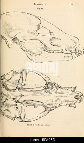 . Catalogo di carnivori, pachydermatous e edentate Mammalia ... in ... Museo. . Cranio di Ardoni/x col/un'^. Si prega di notare che queste immagini vengono estratte dalla pagina sottoposta a scansione di immagini che possono essere state migliorate digitalmente per la leggibilità - Colorazione e aspetto di queste illustrazioni potrebbero non perfettamente assomigliano al lavoro originale. British Museum. Dipartimento di Zoologia. [Mammiferi]; grigio, John Edward, 1800-1875. Londra Foto Stock