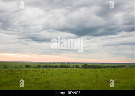 Flint Hills nell est del Kansas, Stati Uniti d'America, sono alcuni dei più intatti tallgrass prairie ecosistemi, mai solcato dai primi coloni, ancora utilizzati per il pascolo Foto Stock