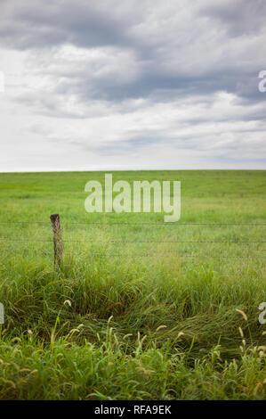 Flint Hills nell est del Kansas, Stati Uniti d'America, sono alcuni dei più intatti tallgrass prairie ecosistemi, mai solcato dai primi coloni, ancora utilizzati per il pascolo Foto Stock