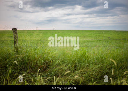 Flint Hills nell est del Kansas, Stati Uniti d'America, sono alcuni dei più intatti tallgrass prairie ecosistemi, mai solcato dai primi coloni, ancora utilizzati per il pascolo Foto Stock