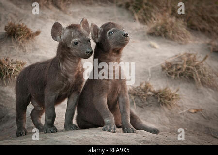 Due spotted hyena cubs, Crocuta crocuta, sedersi e stare al di fuori della loro den, guardando lontano Foto Stock