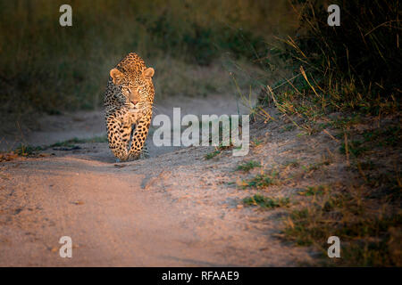 Un leopardo, Panthera pardus, cammina verso la telecamera su una strada di sabbia, guardando lontano, orecchie in avanti Foto Stock