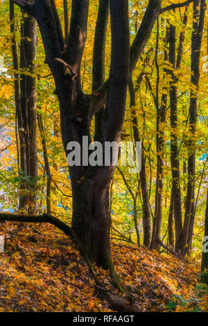 Tranquillo paesaggio autunnale che mostra un magnifico vecchio albero con foglie colorate nel parco con luce morbida Foto Stock