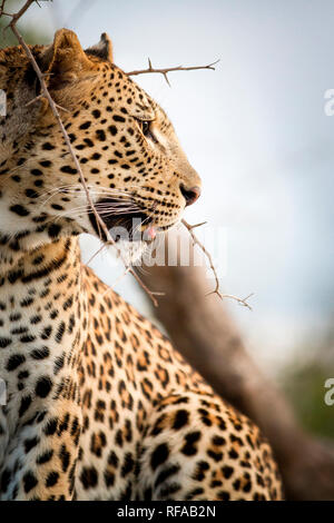Un profilo laterale di un leopard's head, Panthera pardus, guardando lontano, la bocca aperta, ramo spinoso in primo piano Foto Stock