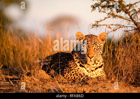 Un leopardo, Panthera pardus, giace a terra nella luce del sole, avviso, orecchie in avanti Foto Stock