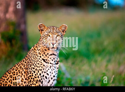 Un leopardo, Panthera pardus, siede in erba verde, avviso, orecchie in avanti, gli occhi gialli, baffi bianchi, rosette scure su fur Foto Stock