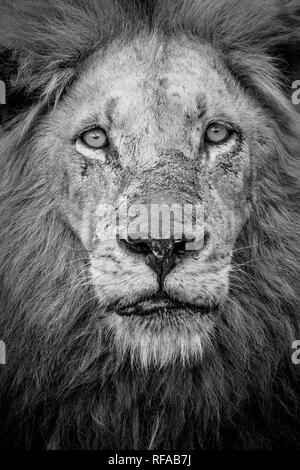 Un ritratto in bianco e nero di un maschio di leone, Panthera leo, lo sguardo diretto con una criniera e segnato il naso. Foto Stock