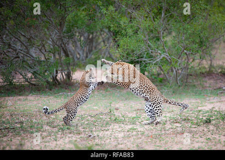 Una madre di leopard, Panthera pardus, e il suo cucciolo, stand sulle loro gambe di cerva come essi svolgono lotta, alberi in background Foto Stock