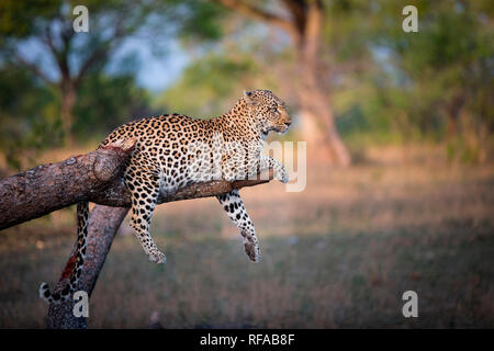 Un leopardo, Panthera pardus, giace sulla rottura di un ramo di albero, tendaggi i suoi piedi e le luci di coda sul ramo, guardando lontano, orecchie indietro Foto Stock