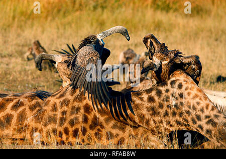 White-backed avvoltoi, Gyps africanus, stand su una giraffa carcassa, Giraffa camelopardalis, aprono le loro ali, guardando lontano Foto Stock