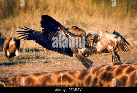 White-backed avvoltoi, Gyps africanus, lotta nell'aria abov e una giraffa carcassa, Giraffa camelopardalis, guardando lontano Foto Stock