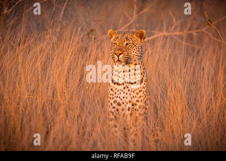 Un leopardo, Panthera pardus, siede in alto e asciutto erba marrone e si guarda intorno alert, orecchie rivolto in avanti Foto Stock