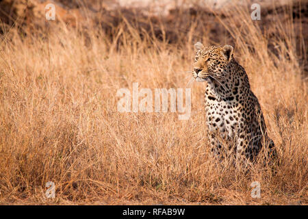 Un leopardo, Panthera pardus, siede in alto e asciutto erba gialla guardando intorno, orecchie rivolto in avanti Foto Stock