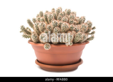 Cactus Mammillaria prolifera in una pentola isolati su sfondo bianco Foto Stock