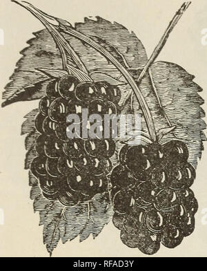 . Catalogo di frutta e alberi ornamentali, viti, Arbusti di piante di rose &AMP; hardy lampadine. Vivaio Illinois cataloghi; alberi da frutto cataloghi; piante ornamentali, cataloghi. Piantato troppo poco profonda. Piantata troppo in profondità. Un modo sbagliato di piantagione, il modo giusto di piantagione, a coltivare la fragola per uso familiare. Si consiglia di piantare in letti a quattro piedi Avide, con un vicolo di due piedi largo tra i letti. Questi letti sarà in grado di ospitare tre filari di piante che possono stare quindici pollici oltre ogni modo. e l'esterno roAV nove pollici dal vicolo. I letti possono essere mantenute pulite più facile e i frutti raccolti wi Foto Stock