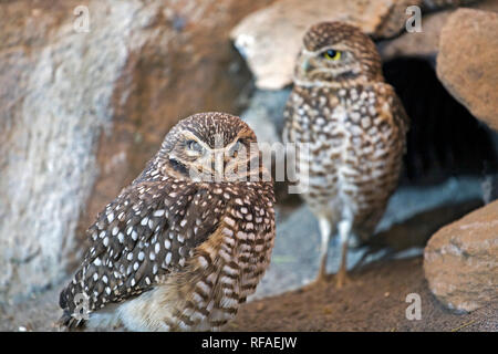 Ritratto di un scavando il gufo, Athene cunicularia, piccolo gufo curioso che vive in tane abbandonate di cani della prateria e altri terra-abitazione ma Foto Stock