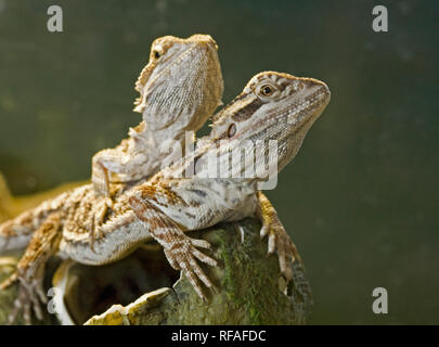 Una coppia di drago barbuto lucertole, in comune la macchia di Australia. Foto Stock