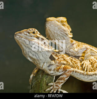 Una coppia di drago barbuto lucertole, in comune la macchia di Australia. Foto Stock