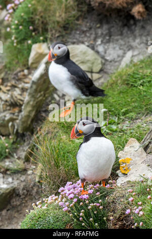 Due Atlantic pulcinelle di mare (Fratercula arctica) in allevamento piumaggio sulla scogliera in colonie di uccelli marini a Sumburgh Head, isole Shetland, Scotland, Regno Unito Foto Stock