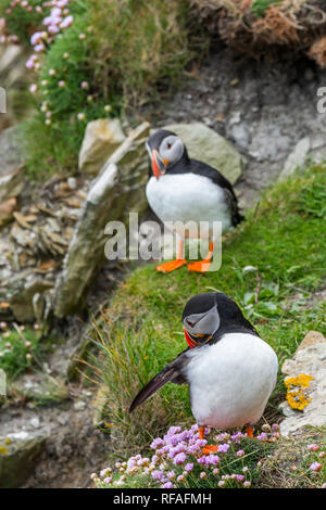 Atlantic puffin (Fratercula arctica) preening piume sulla scogliera in colonie di uccelli marini a Sumburgh Head, isole Shetland, Scotland, Regno Unito Foto Stock