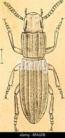 . Catalogo dei coleotteri delle regioni adiacenti alla linea di confine tra gli Stati Uniti e il Messico. Coleotteri; coleotteri; coleotteri; coleotteri; coleotteri. .. Si prega di notare che queste immagini vengono estratte dalla pagina sottoposta a scansione di immagini che possono essere state migliorate digitalmente per la leggibilità - Colorazione e aspetto di queste illustrazioni potrebbero non perfettamente assomigliano al lavoro originale. Le Conte, John Lawrence, 1825-1883. [Philadelphia] Foto Stock