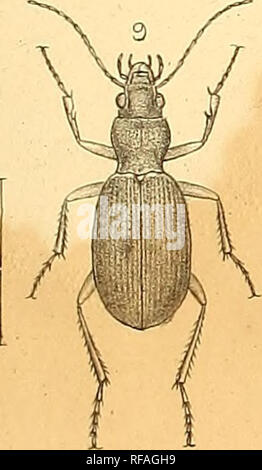 . Catalogo dei coleotteri delle regioni adiacenti alla linea di confine tra gli Stati Uniti e il Messico. Coleotteri; coleotteri; coleotteri; coleotteri; coleotteri. . Si prega di notare che queste immagini vengono estratte dalla pagina sottoposta a scansione di immagini che possono essere state migliorate digitalmente per la leggibilità - Colorazione e aspetto di queste illustrazioni potrebbero non perfettamente assomigliano al lavoro originale. Le Conte, John Lawrence, 1825-1883. [Philadelphia] Foto Stock