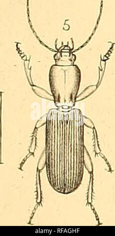 . Catalogo dei coleotteri delle regioni adiacenti alla linea di confine tra gli Stati Uniti e il Messico. Coleotteri; coleotteri; coleotteri; coleotteri; coleotteri. . Si prega di notare che queste immagini vengono estratte dalla pagina sottoposta a scansione di immagini che possono essere state migliorate digitalmente per la leggibilità - Colorazione e aspetto di queste illustrazioni potrebbero non perfettamente assomigliano al lavoro originale. Le Conte, John Lawrence, 1825-1883. [Philadelphia] Foto Stock