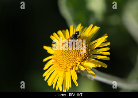 Piccolo nero volare su un fiore giallo Foto Stock