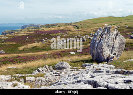 Erratics glaciale sul Great Orme promontorio nel Galles del Nord sono la dimostrazione del fatto che la zona era ricoperta da un ghiacciaio durante l'ultima glaciazione. Foto Stock