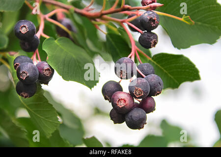 Cluster di mature bacche saskatoon appesi in estate. Foto Stock