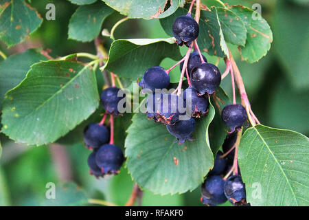 Cluster di ripe saskatoon serviceberries appesi in estate. Foto Stock