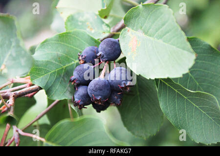 Un cluster di ripe saskatoon bacche appesi in estate. Foto Stock