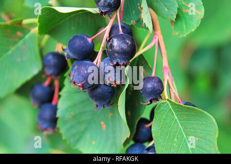 Cluster di mature bacche saskatoon appesi in estate. Foto Stock