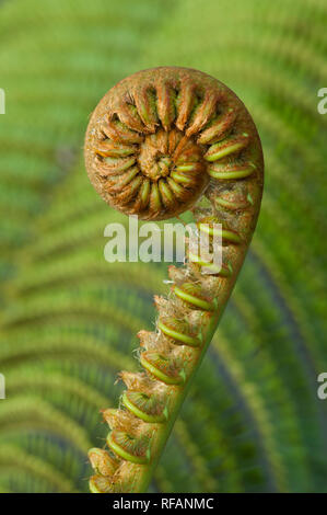 "Ama'uma'u fern frond; Parco Nazionale dei Vulcani delle Hawaii, isola di Hawaii. Foto Stock