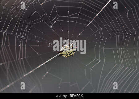 Il Ragno giallo nel web, sostenuta spinosa orb weaver(Gasteracantha cancriformis) Foto Stock