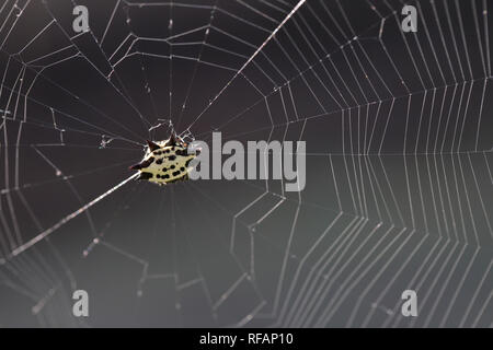 Il Ragno giallo nel web, sostenuta spinosa orb weaver(Gasteracantha cancriformis) Foto Stock