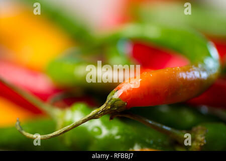 Peperoncini provenienti da una varietà di cultivar entro il capsicum sp. e ottenere il loro calore dalla capsaicina. Foto Stock