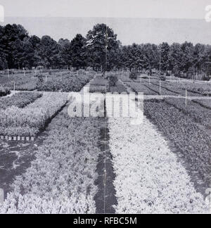 . Catalogo : 1955 - 1956. Vivai (orticoltura) cataloghi; vivaio cataloghi; sempreverdi cataloghi; alberi cataloghi; arbusti cataloghi; piante rampicanti cataloghi; Ginepri cataloghi; conifere cataloghi. HETZI centro di ginepro in primo piano. Tutto il materiale è tagliato spesso per rendere più compatta la crescita-ACQUA E FERTILIZZANTE costantemente disponibile come necessario.. Si prega di notare che queste immagini vengono estratte dalla pagina sottoposta a scansione di immagini che possono essere state migliorate digitalmente per la leggibilità - Colorazione e aspetto di queste illustrazioni potrebbero non perfettamente assomigliano al lavoro originale. Vivaio Verhalen Co; Henry G Foto Stock