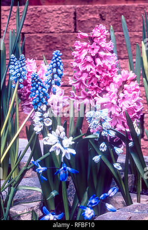 Hyacinth Muscari e Puschkinia togethert crescente in tutte le frontiere possono essere cresciute in un giardino di roccia o di confine woodland garden lampadine che sono frost hardy Foto Stock