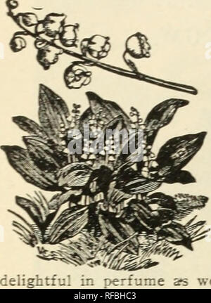 . Catalogo di hardy perenni arbusti, vigne, rose, piante siepe alberi sempreverdi piccoli frutti e radici da giardino con illustrazioni e commenti : n. 1. Alberi cataloghi; fiori cataloghi; piante cataloghi; orticoltura cataloghi; piante perenni Cataloghi Cataloghi di frutta; arbusti cataloghi; cataloghi commerciali New Jersey Little Silver. J. T. LOVETT. LITTLE SILVER. N. J. convallaria majalis. Il giglio della valle. Ampio e lussureggiante fogliame e piccole a campana, bianco puro e fiori in racemi piuttosto a inizio estate, grazioso e squisitamente profumati. In particolare appro- priata e preziose per il cimitero di piantare. Foto Stock