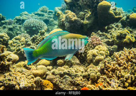 I pesci nuotano nel mare rosso, pesci colorati, Eilat Israel Foto Stock