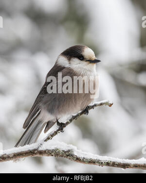 Gray jay (Perisoreus canadensis) in inverno Foto Stock