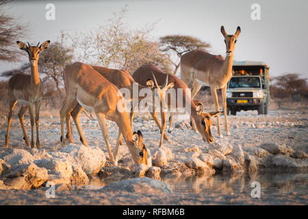 Onguma Game Reserve è una riserva privata al confine orientale del Parco Nazionale di Etosha che offre splendidi paesaggi aridi e ottima fauna selvatica Foto Stock