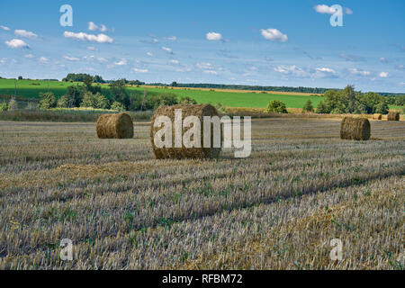 Balle di fieno rotonde dopo la raccolta, da un campo in Russia. Il paesaggio è stato girato in agosto in estate. Foto Stock