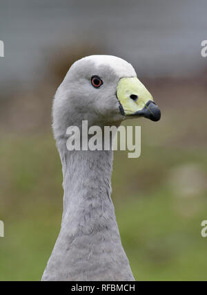 Cape sterile o Cereopsis Goose - Cereopsis testa novoehollandiae closeup Foto Stock