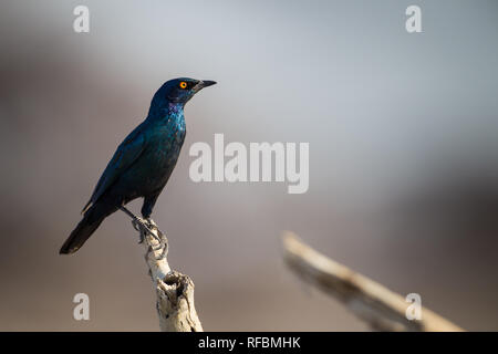 Onguma Game Reserve è una riserva privata al confine orientale del Parco Nazionale di Etosha che offre splendidi paesaggi aridi e ottima fauna selvatica Foto Stock