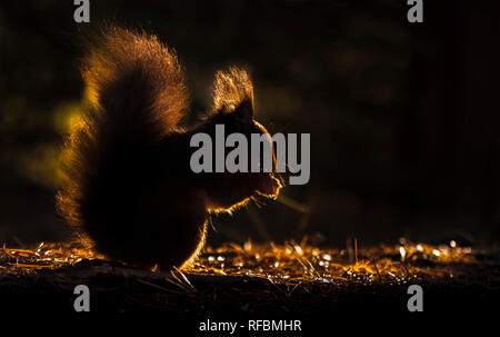 Inghilterra, County Durham, North Pennines. Un giovane in via di estinzione scoiattolo rosso foraggio per i prodotti alimentari su un tappeto di caduto autunnale di aghi di pino stagliano da t Foto Stock