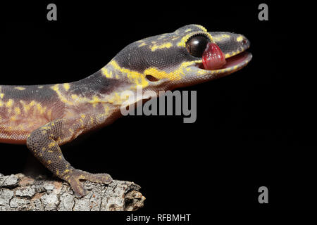 Gecko di velluto marmorizzato nell'entroterra Foto Stock